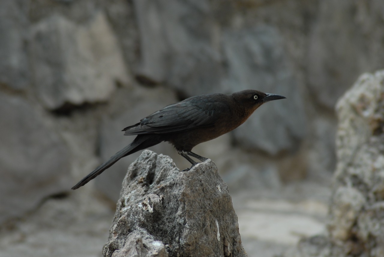 Image - zanate bird ave