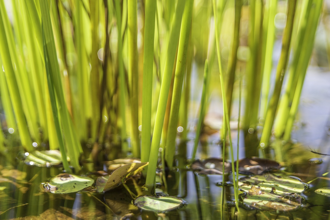 Image - grass grass family plant plant stem