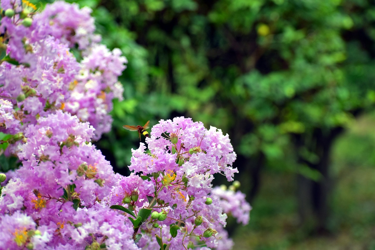 Image - white flowers bunch honey bee