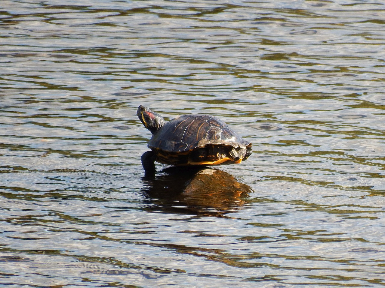 Image - painted turtle balancing rock pond