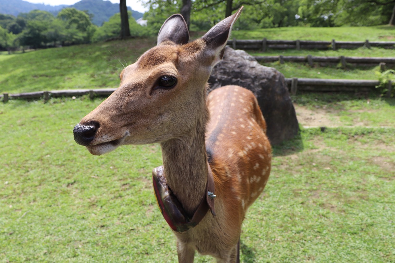 Image - small deer grassland cute