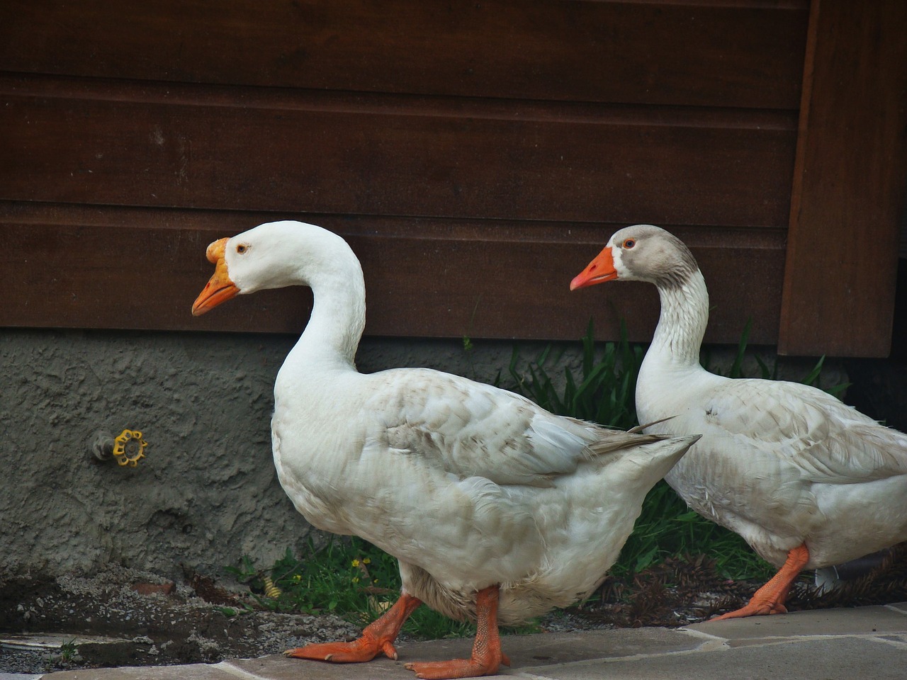Image - ducks lake water bird nature park
