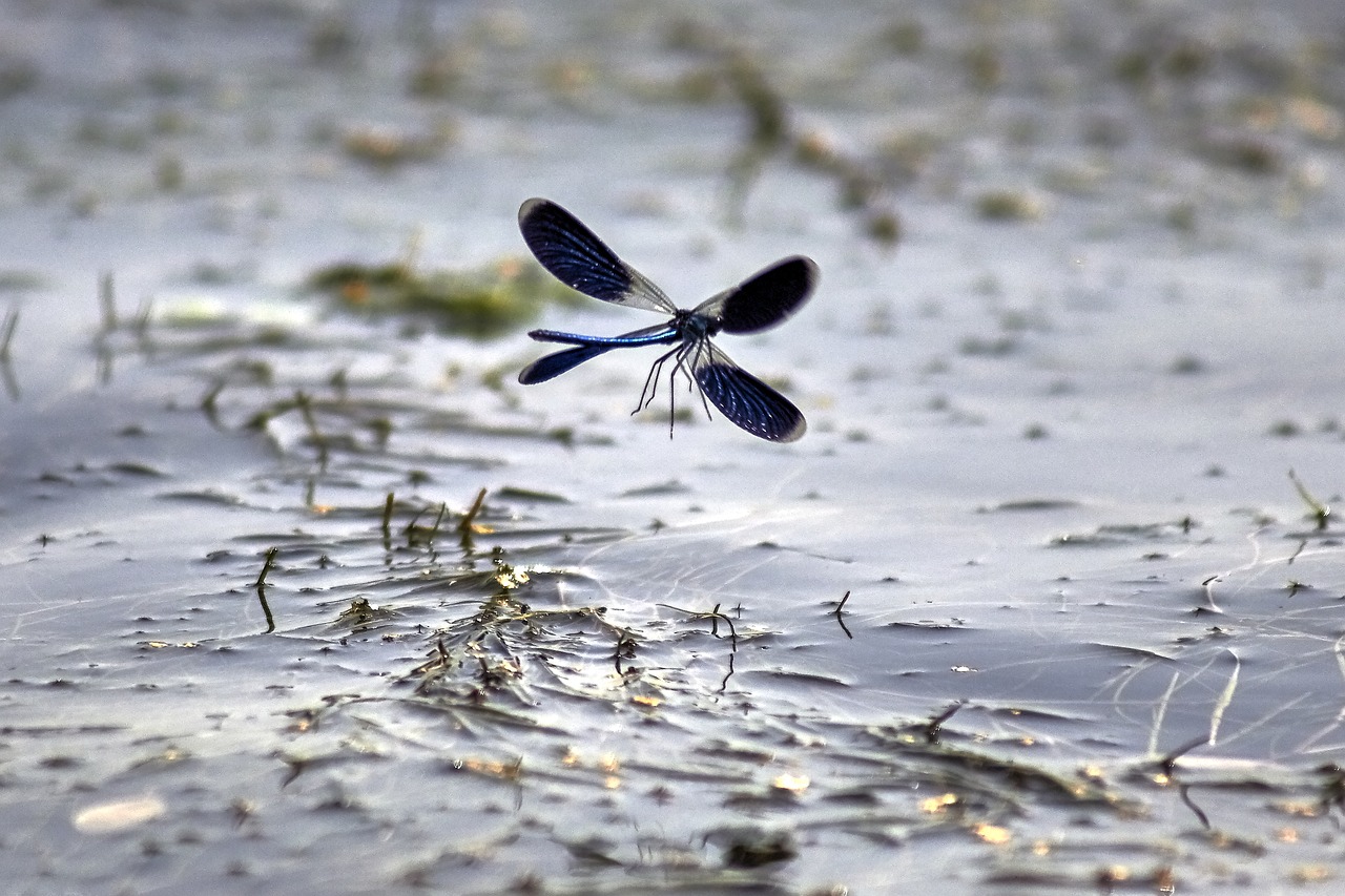 Image - dragonfly water nature insect