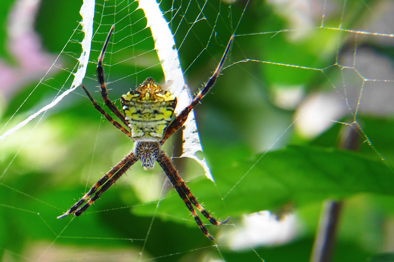 Image - spider macro bokeh nature insect