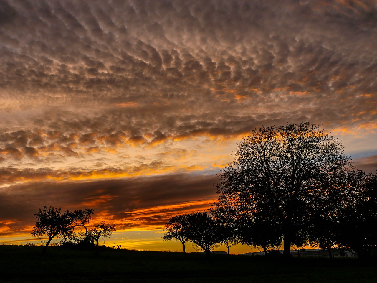 Image - morgenrot sunrise trees glow