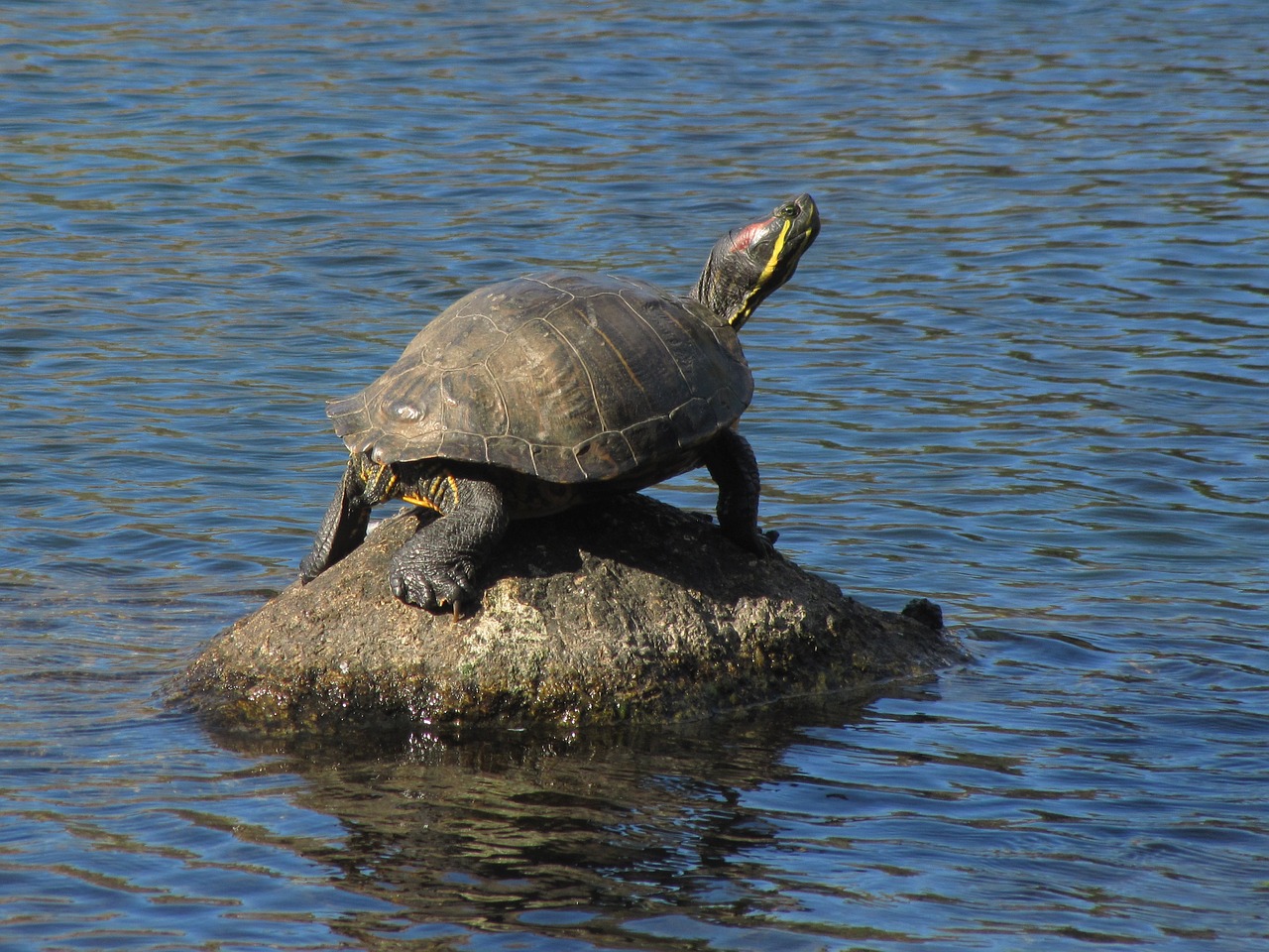 Image - painted turtle boulder pond