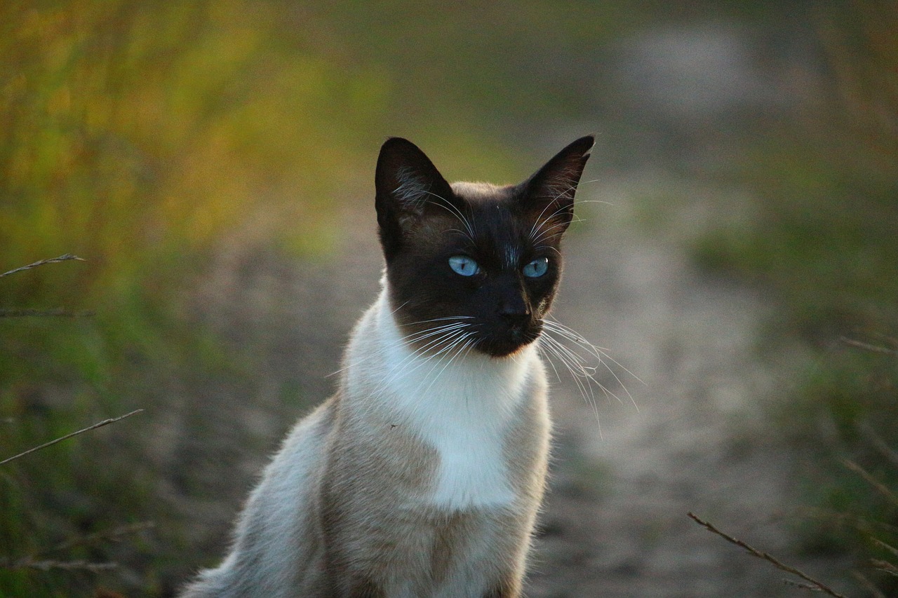 Image - cat siam siamese cat siamese mieze