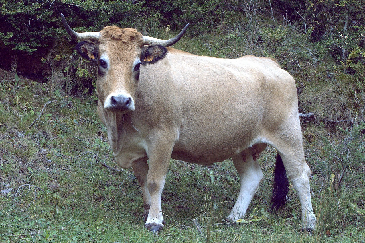 Image - cow animal veal animal nature