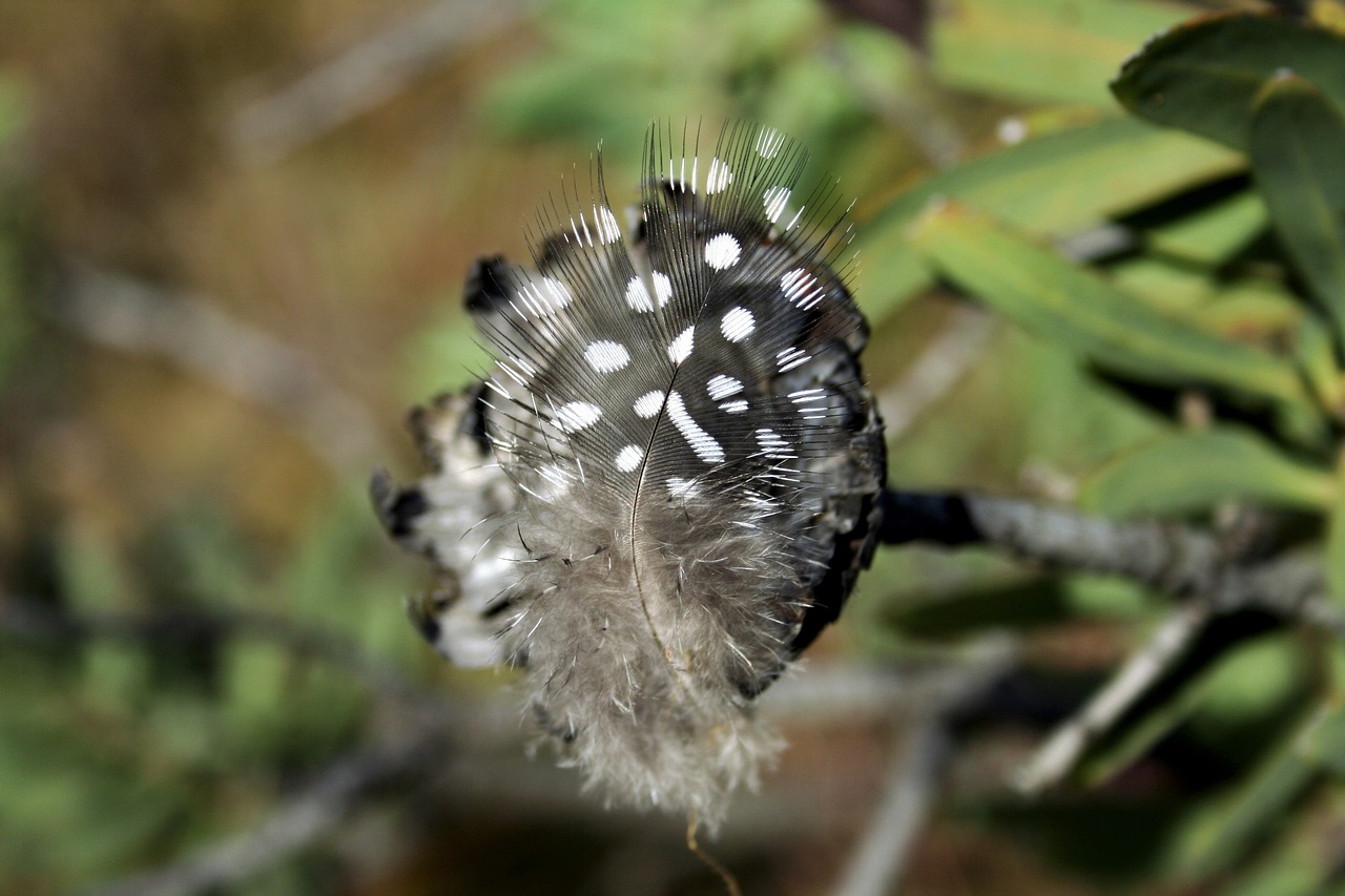 Image - feather guinea fowl black white