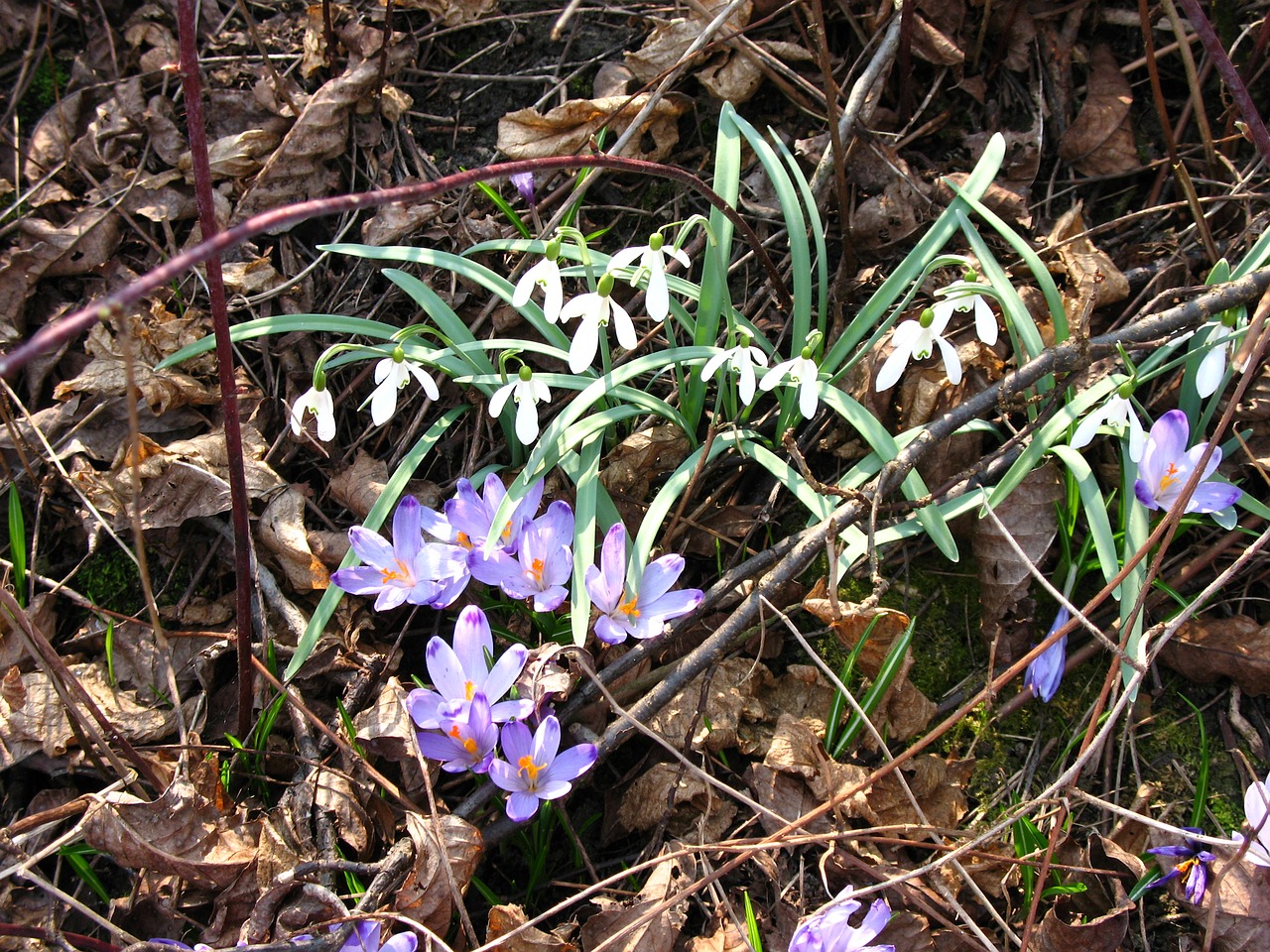 Image - crocuses snowdrops spring season