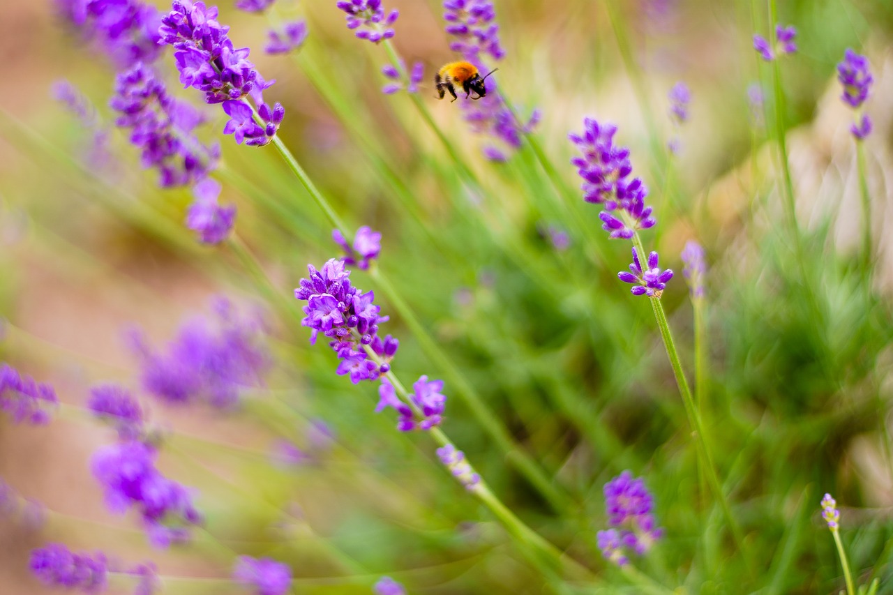 Image - bumblebee insect lavender nature