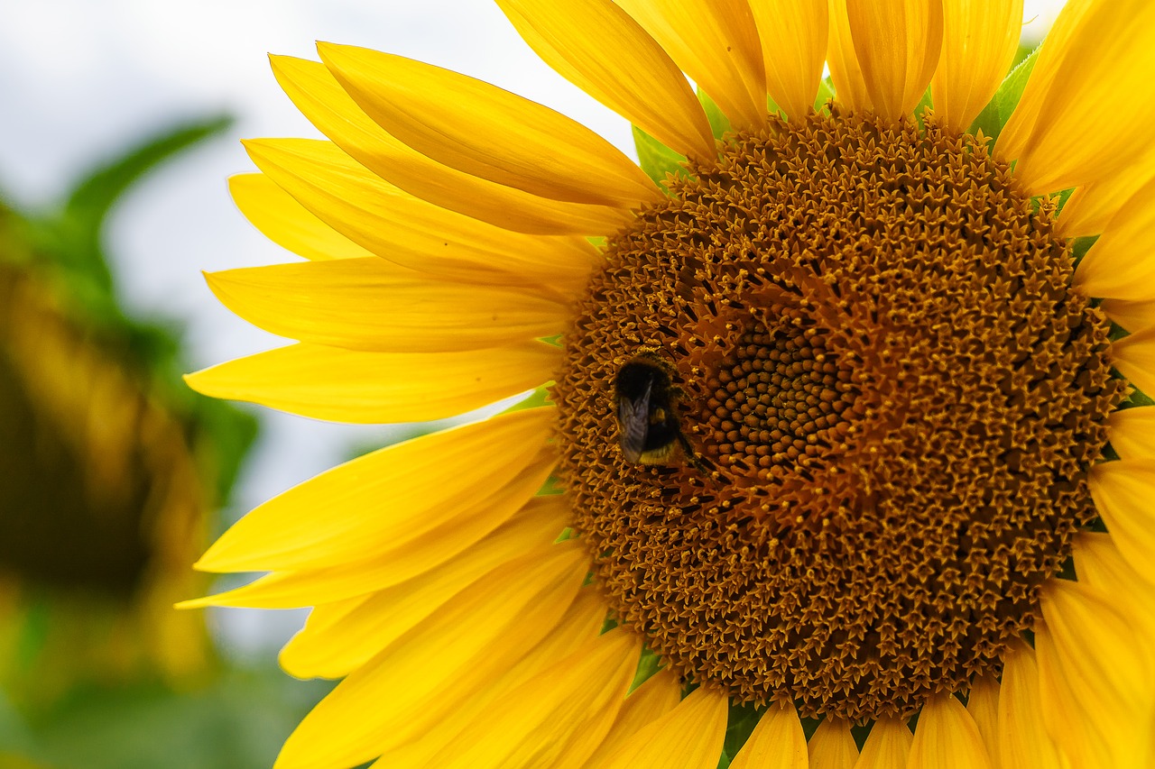 Image - bumblebee sunflower flower plant