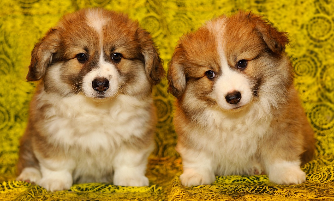 Image - puppies the pembroke welsh corgi pet