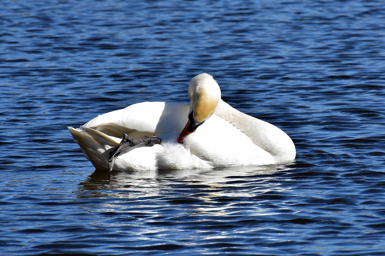 Image - swan noble animal world water