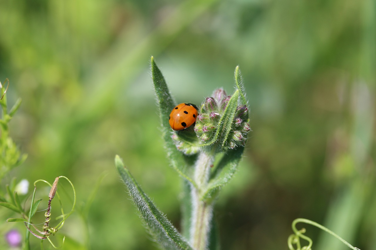 Image - ladybug beetle nature macro insect
