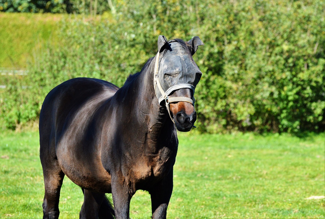 Image - horse flying hat fly cap protection