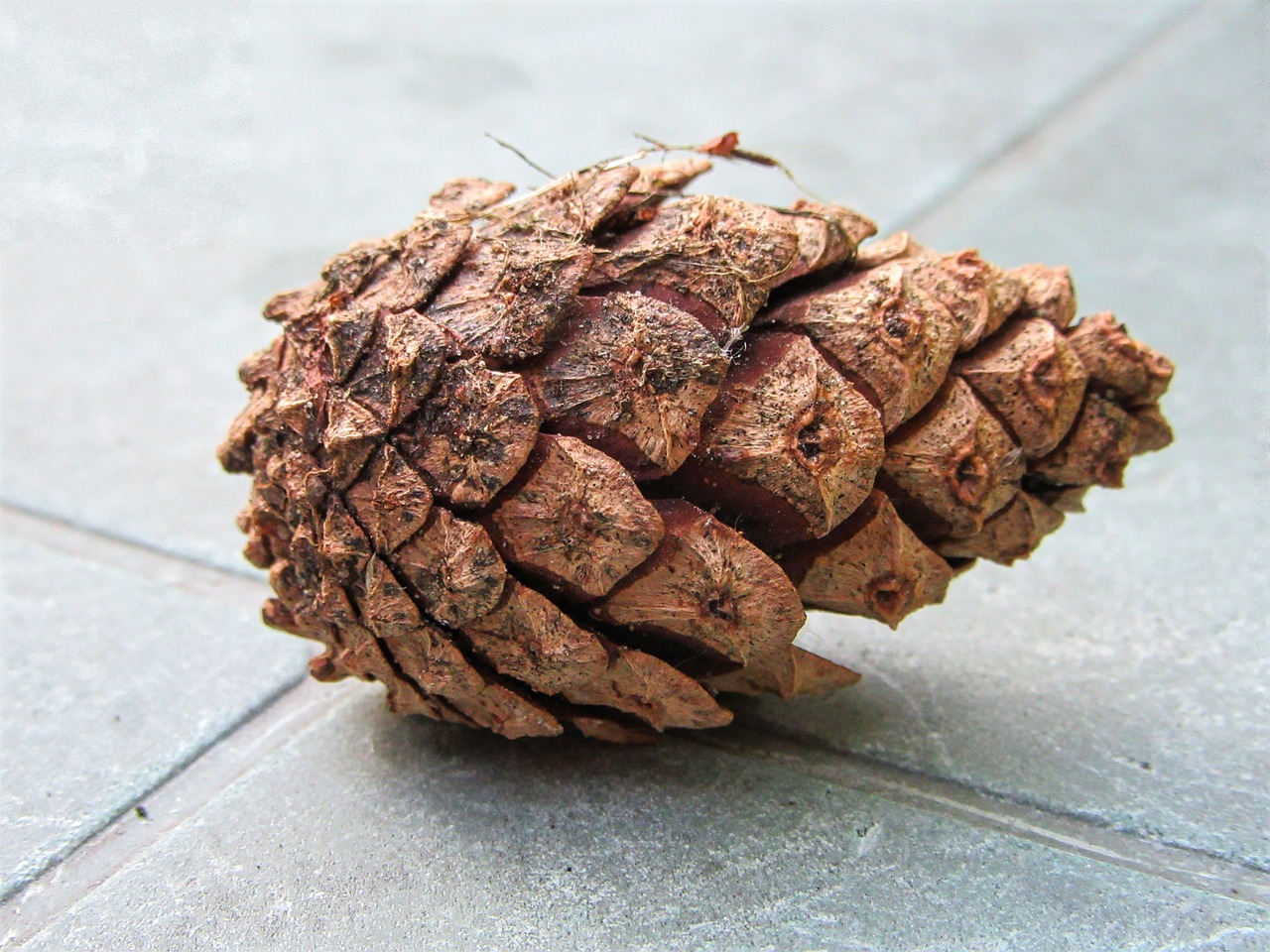 Image - pinecone autumn decoration forest