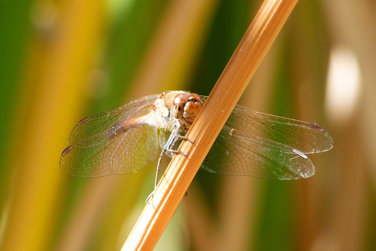 Image - dragonfly have a look leaf