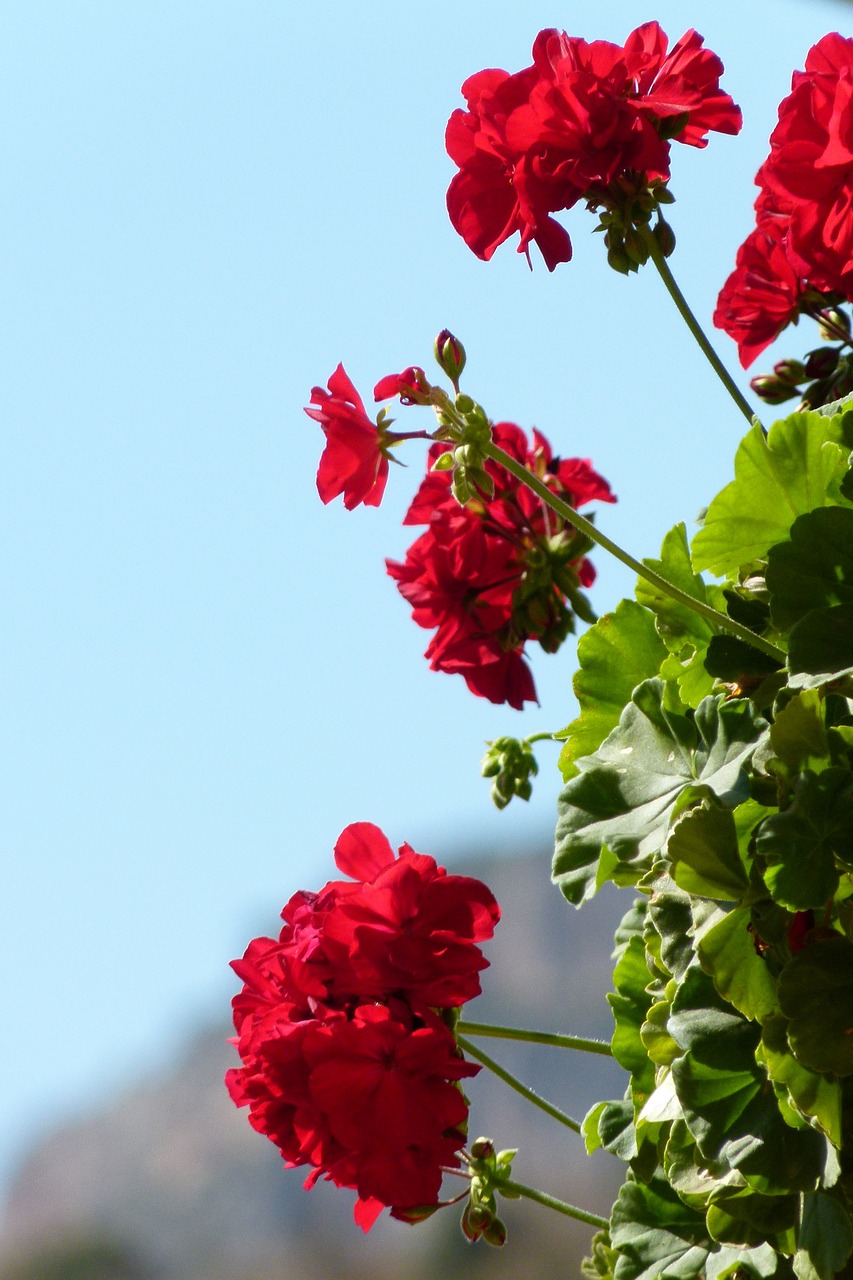 Image - geraniums flowers beauty red
