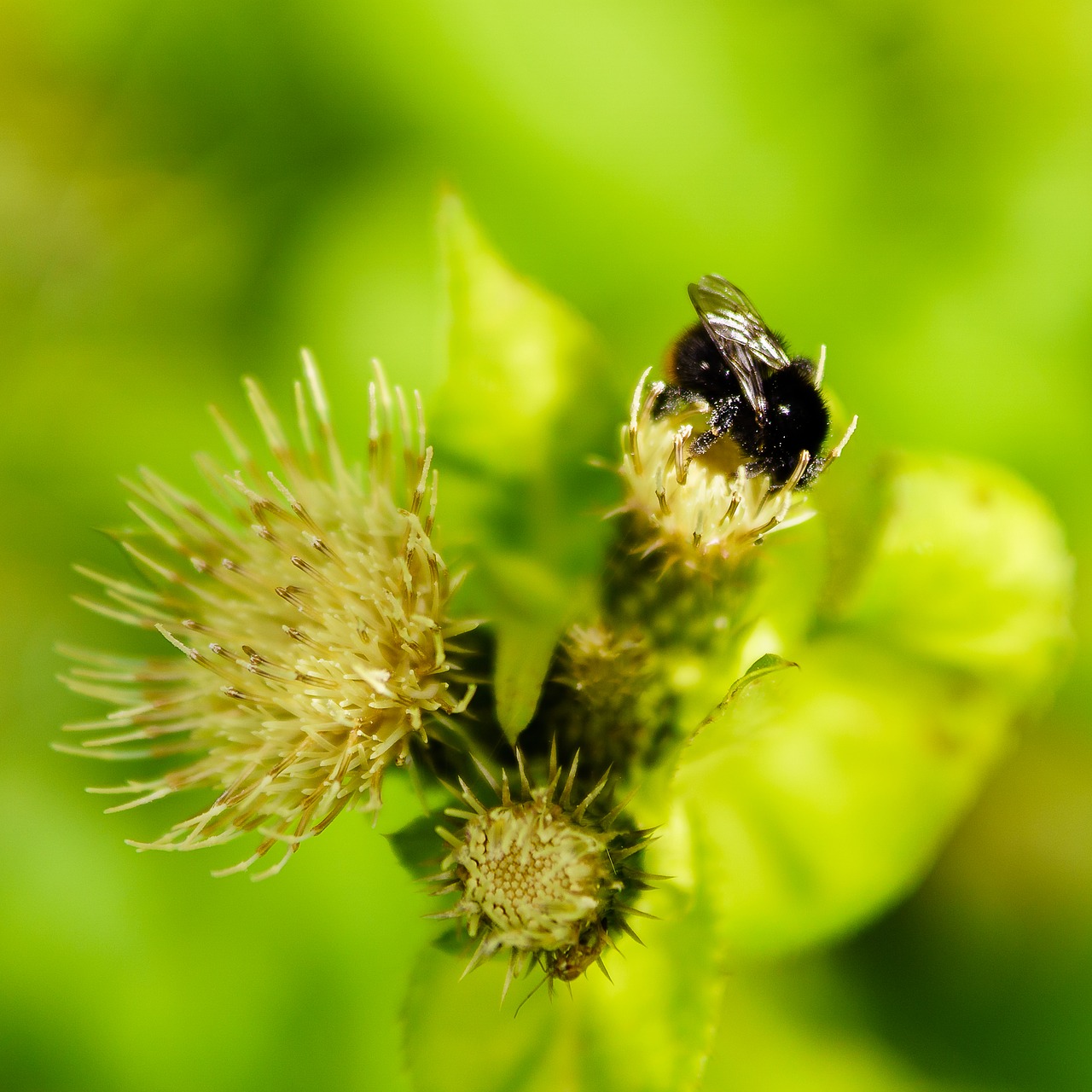 Image - bumblebee thistle flower bee