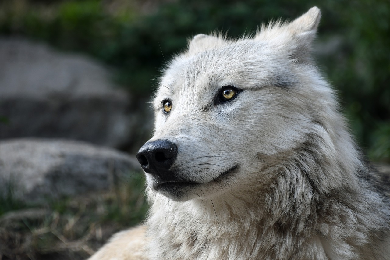 Image - wolf predator look portrait head