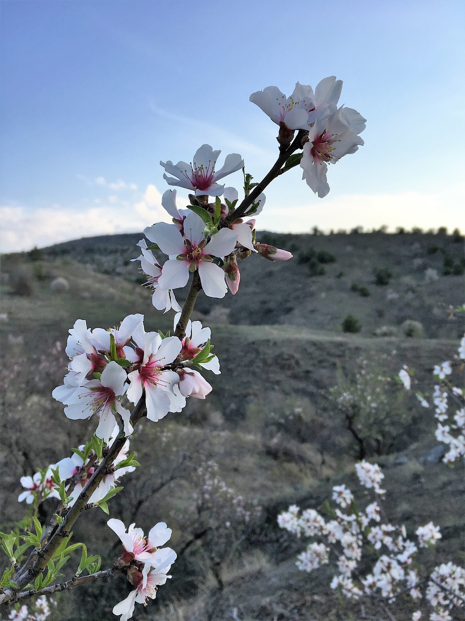 Image - almond tree amandier