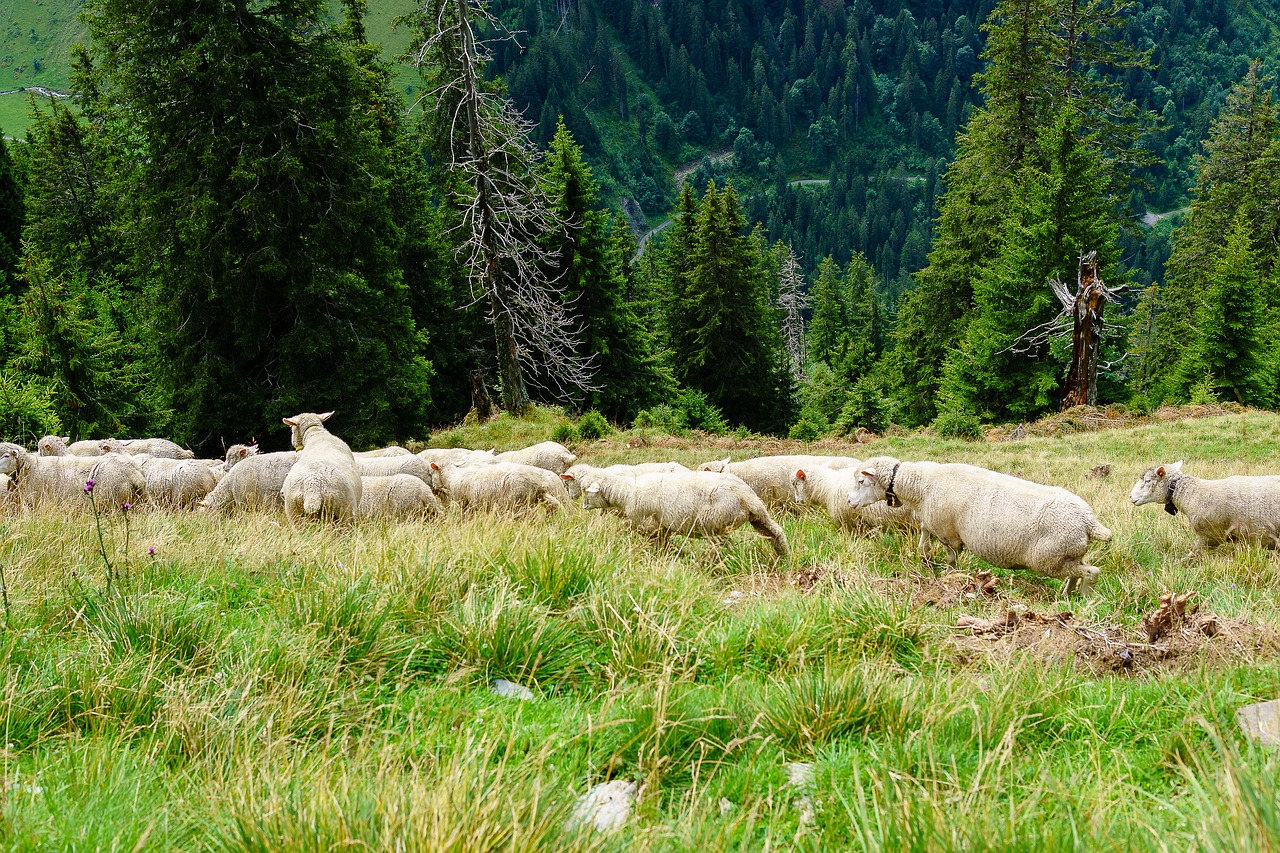 Image - sheep mountains diemtigtal