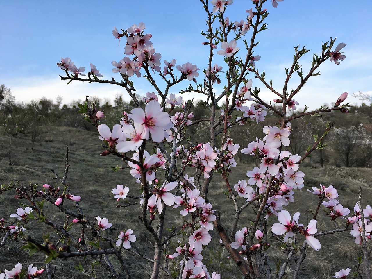 Image - printemps spring primavera