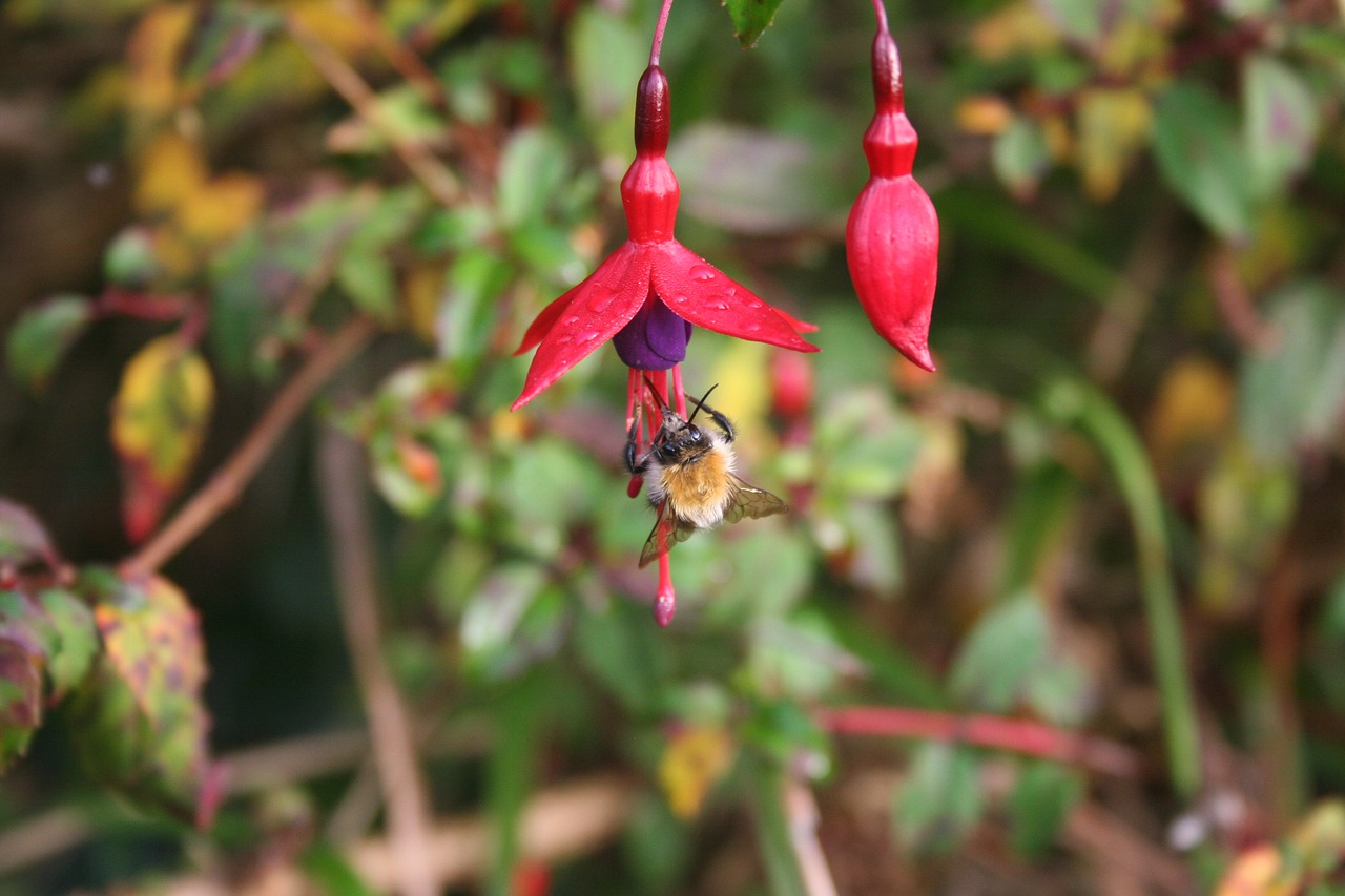 Image - bee fuschia insect blooms vivid