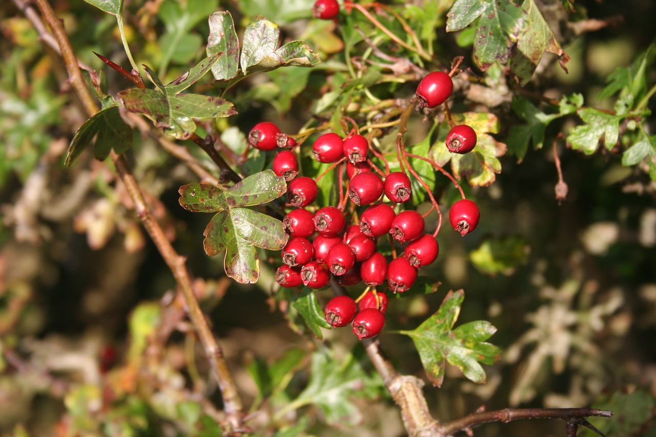 Image - hawthorn haws berries red fruit