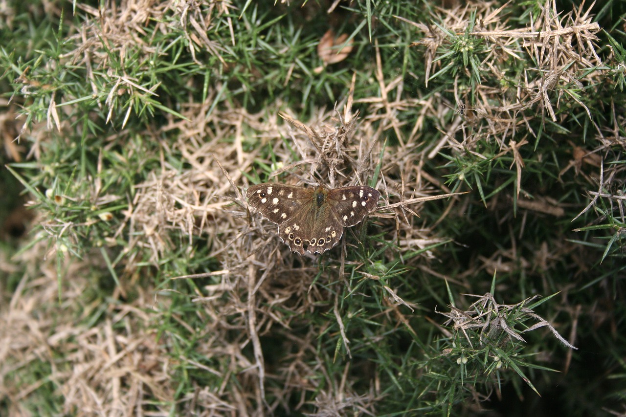 Image - butterfly brown old insect nature