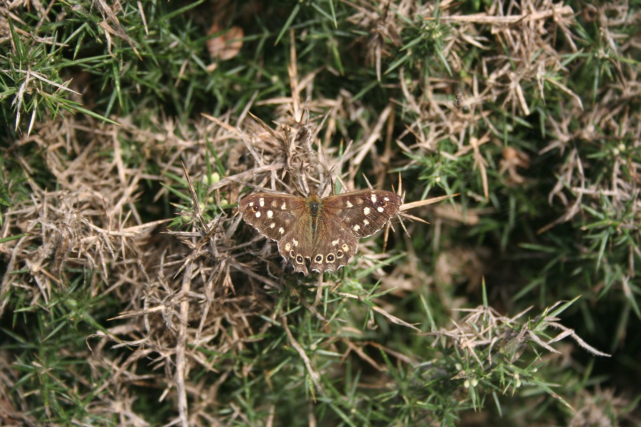 Image - butterfly brown insect old nature