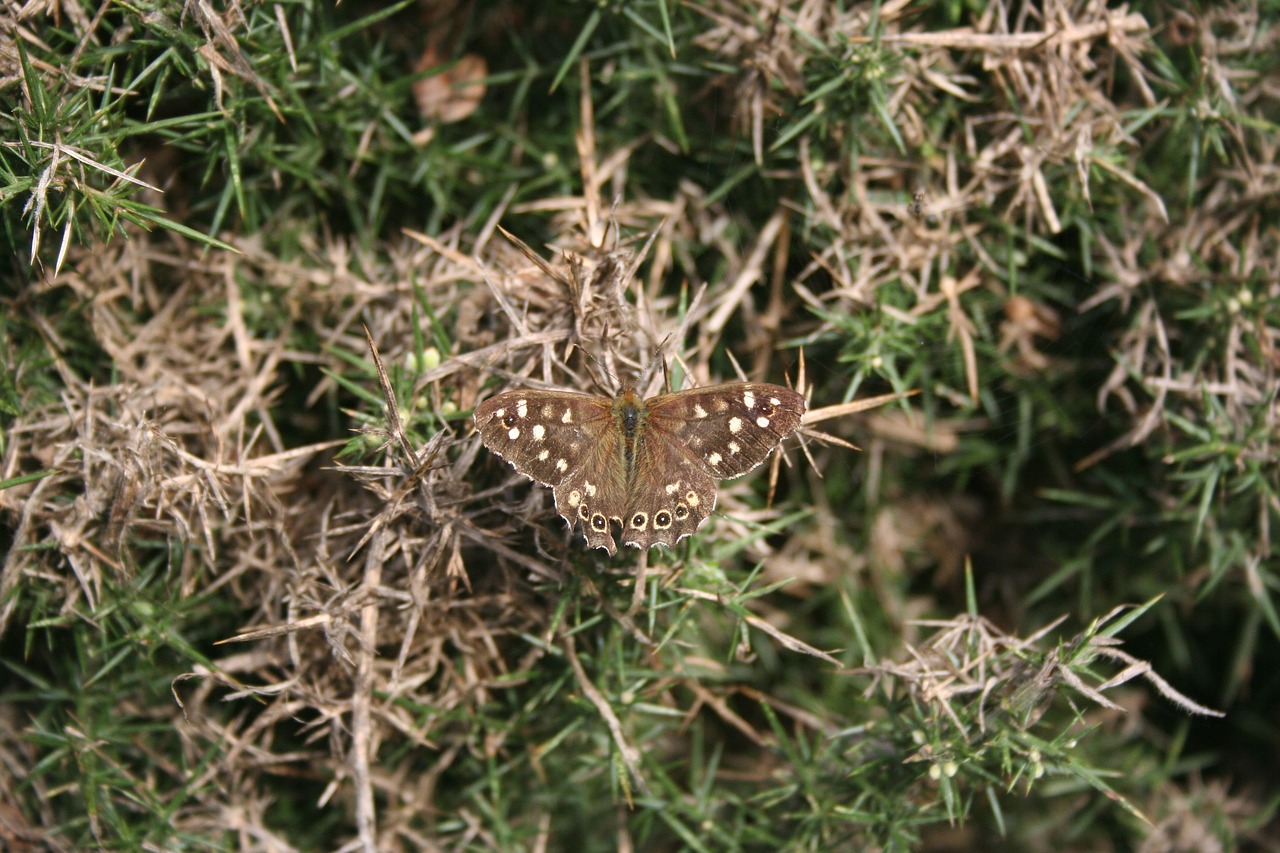 Image - butterfly insect old brown wing