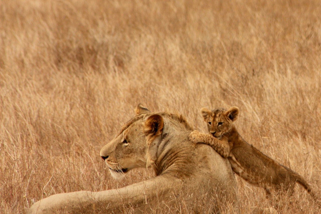 Image - lion baby animal family wild