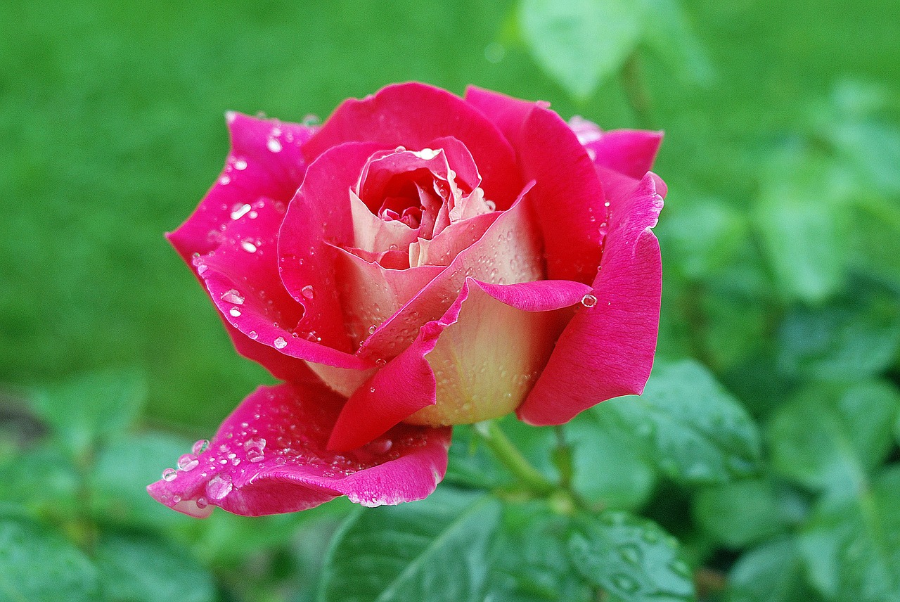 Image - flower rose red raindrop