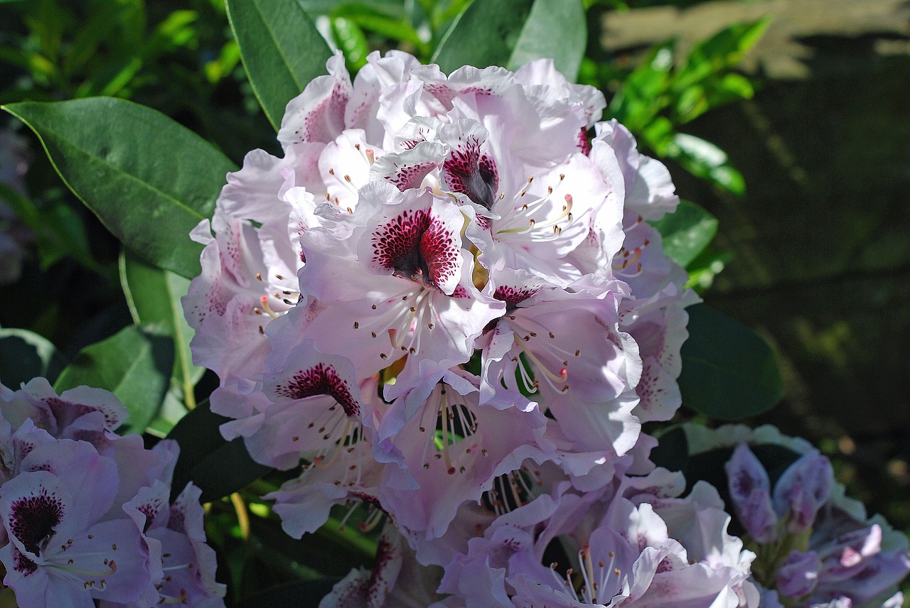 Image - plant rhododendron white penumbra