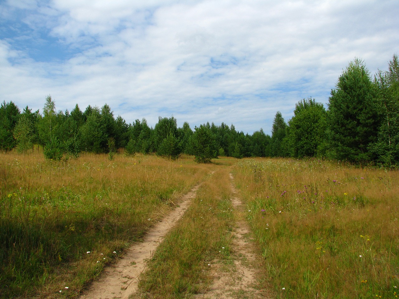 Image - summer forest glade blue sky sun