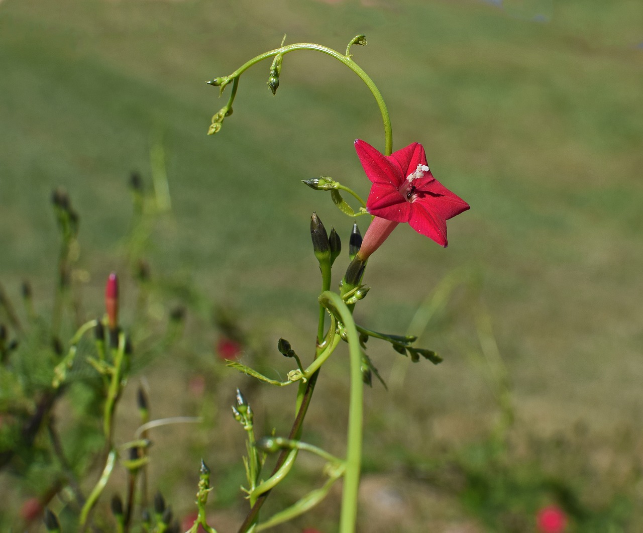 Image - red cyprus vine flower bud blossom