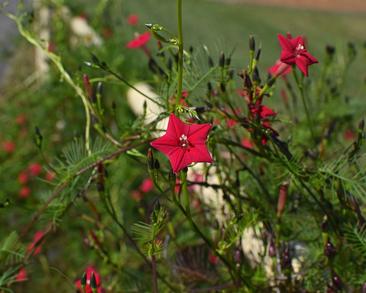 Image - red cyprus vine flower bud blossom