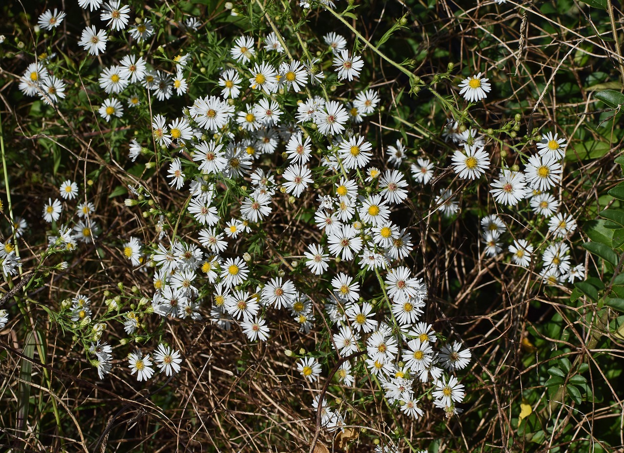 Image - white aster wildflower flower