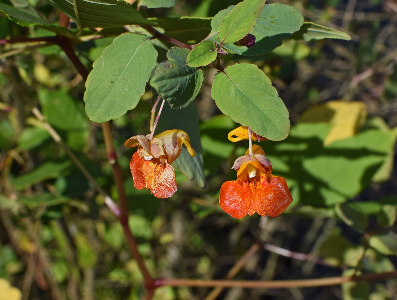 Image - orange jewelweed touch me not