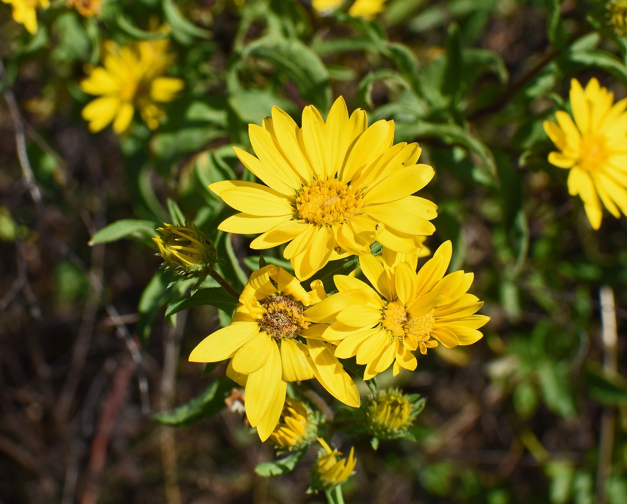 Image - wild sunflower wildflower sunflower