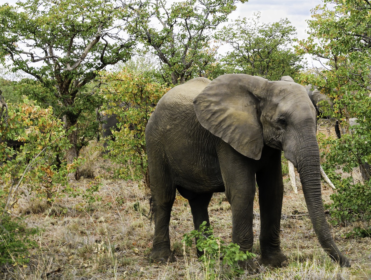 Image - elephant south africa nature