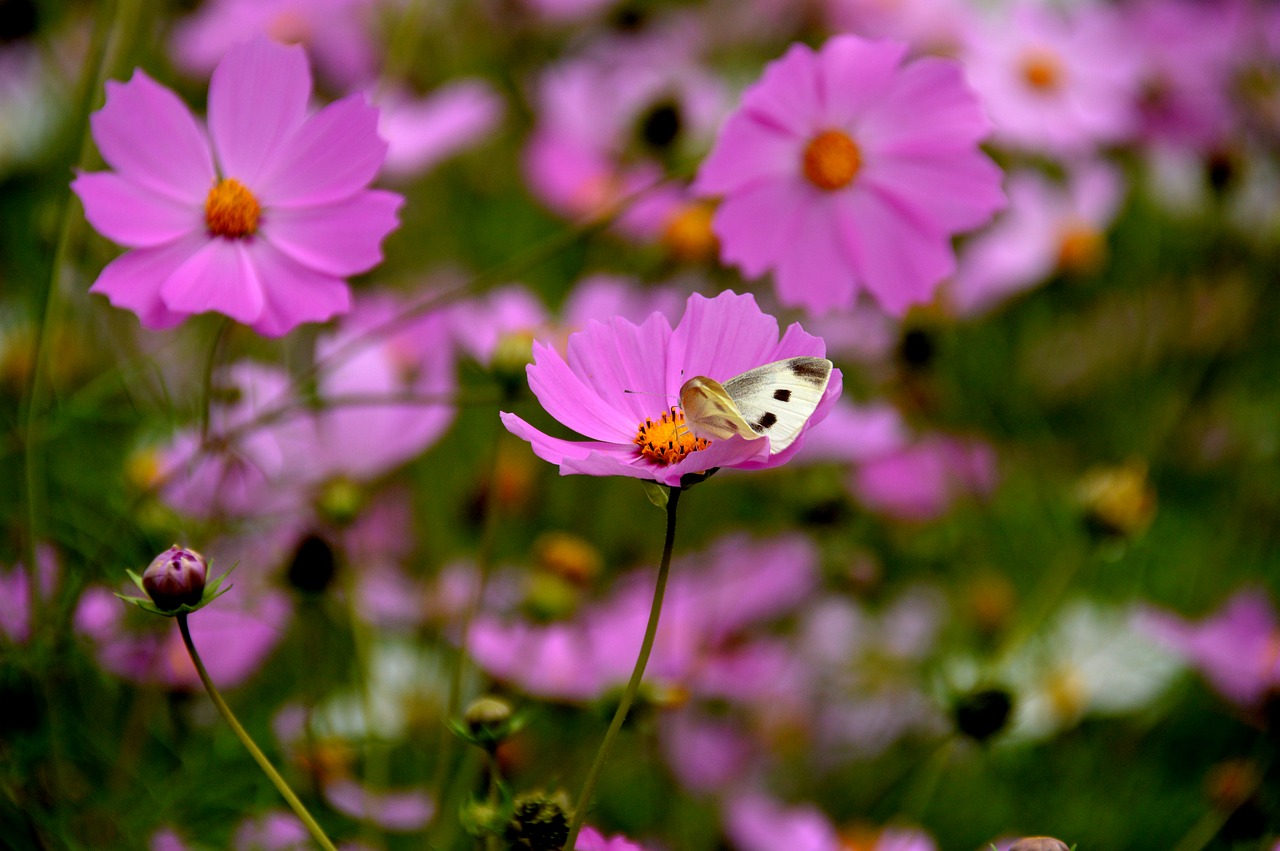 Image - cosmos the white one butterfly