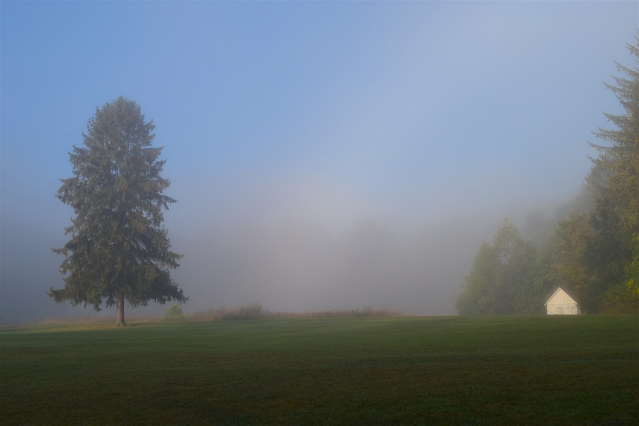 Image - field mist morning grass nature