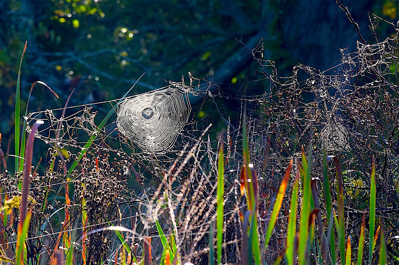 Image - spiderweb grass spider web nature