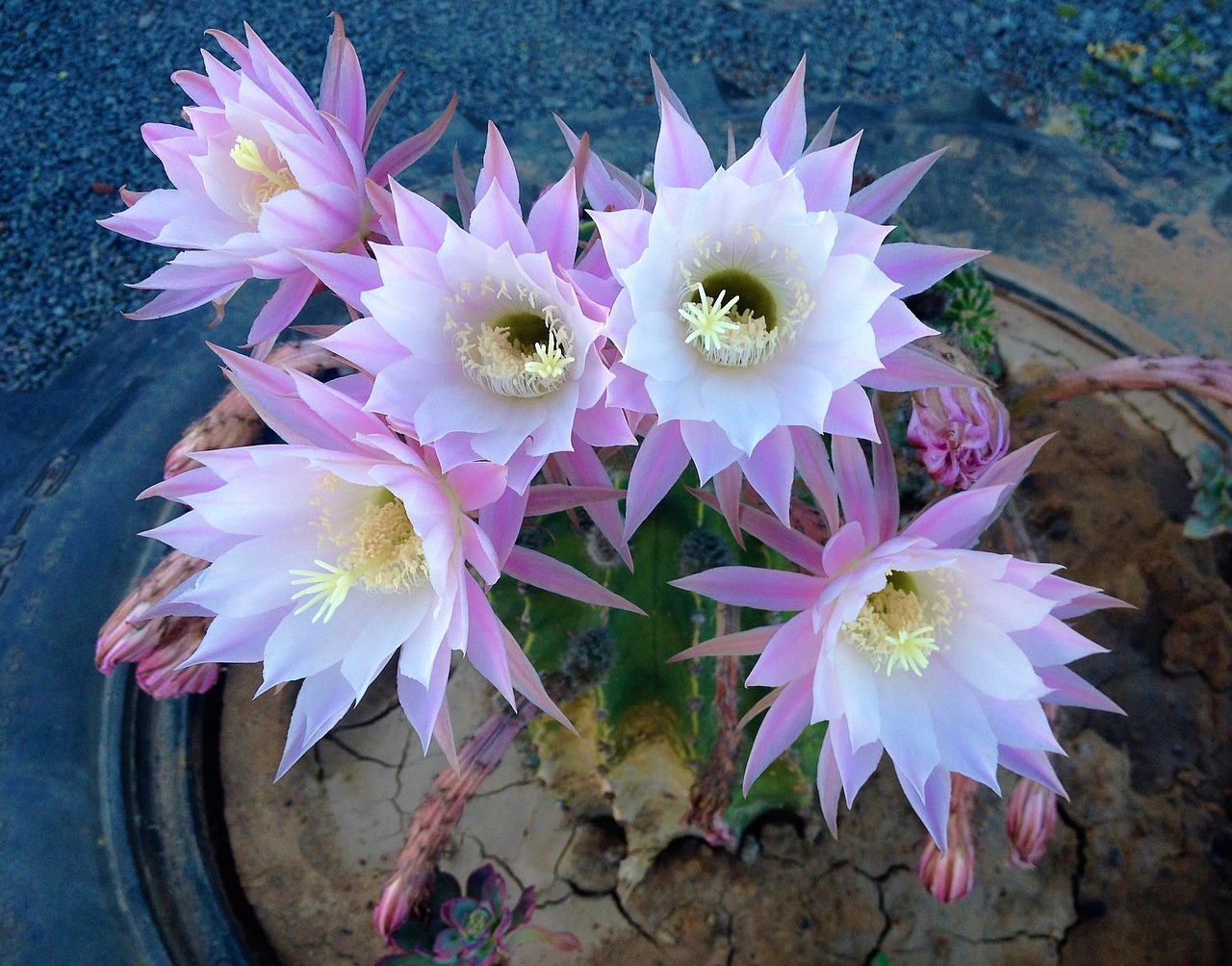 Image - flowers desert plant white pink