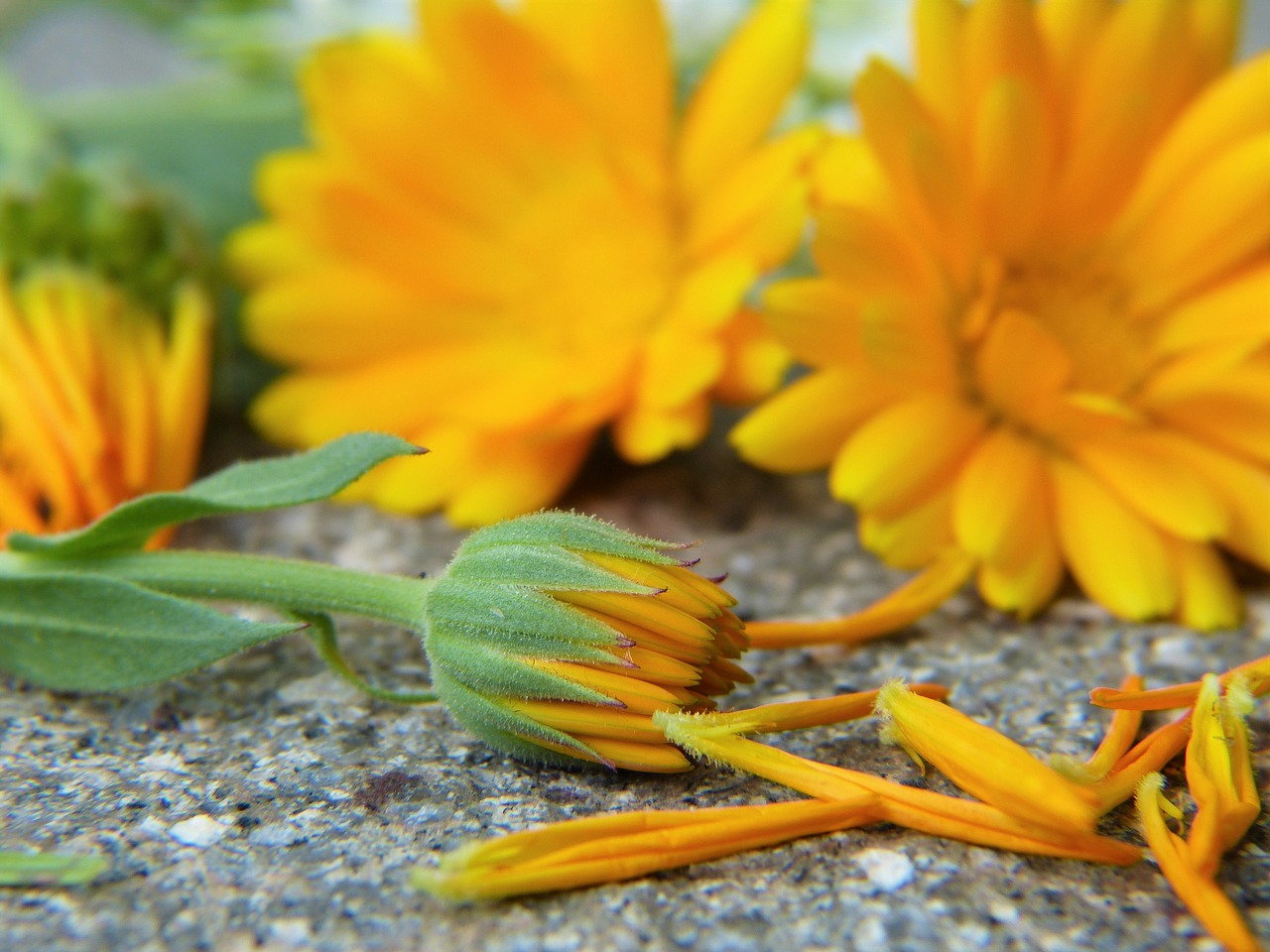 Image - marigold calendula blossom bloom