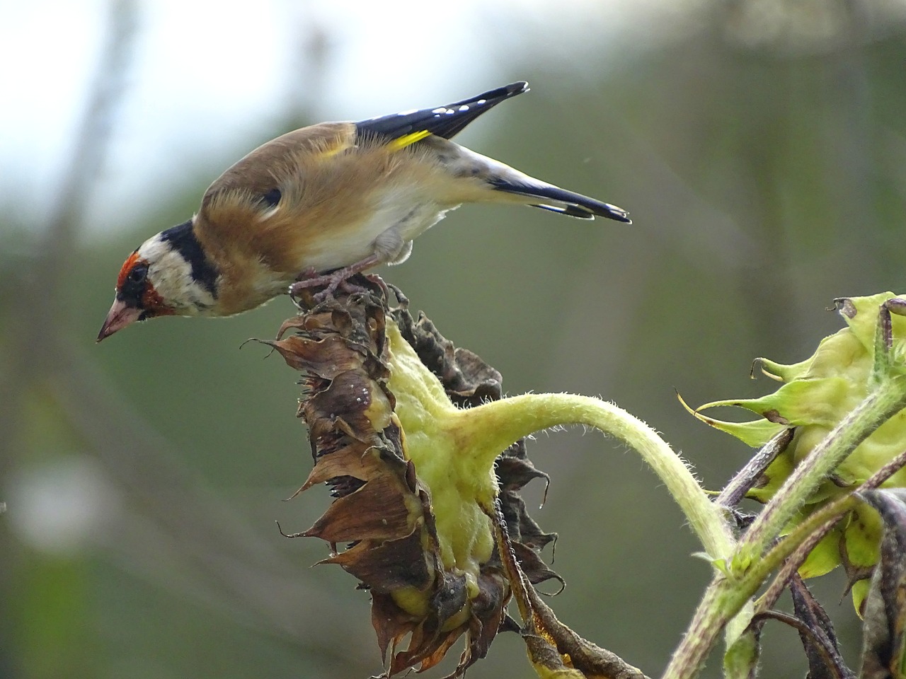 Image - goldfinch stieglitz songbird bird