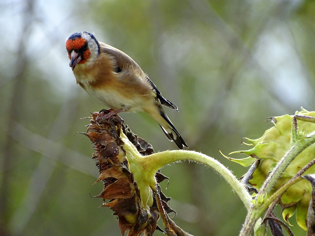Image - goldfinch stieglitz songbird bird
